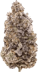 All Nations GM PT Mac Doughnut