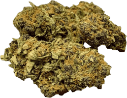 Canify 22/1 Purple Dog Bud