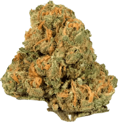 Drapalin 21/1 Jack Herer