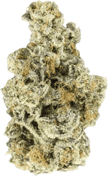 enua 22/1 BDO CA Black Dolato