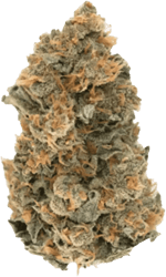 GROW 27 DC Dosi Cookies