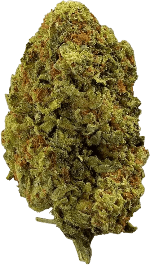 madrecan 18/1 SHA Shark Attack