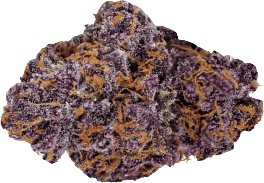 Navcora THC 18 Spotlight Porto Purps