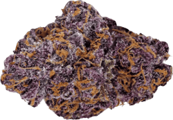 Navcora THC 18 Spotlight Porto Purps