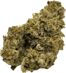 Nimbus easy 24/1 French Cookies