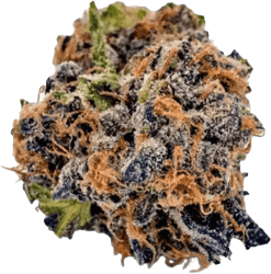 Nimbus 22/1 RZM Runtz Mintz