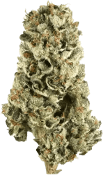 Remexian 22/1 HUW Humble Warrior