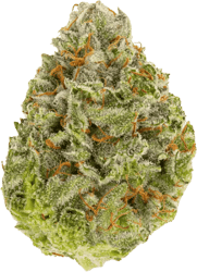 Therismos 24/1 SDK Sensi Double Kush