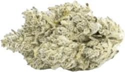 Therismos 30/1 ATG Atlantic Glue GG4