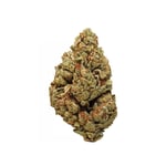 Demecan Craft Magister 31/1 BM Black Maker