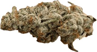 420 Evolution 30/1 CA PCH Peach Chementine