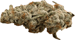 420 Evolution 30/1 CA PCH Peach Chementine