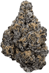 enua 22/1 JLSY CA Jealousy