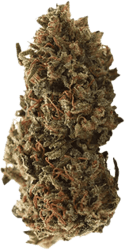 Luana 20/1 Tropicana Cookies