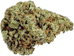Luana 20/1 Grape LA