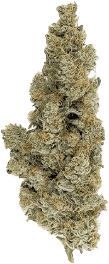 420 Evolution 27/1 CA ICC Ice Cream Cake