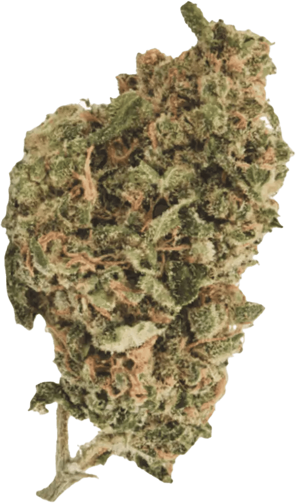 420 Sungrown 25/1 CA ZRP Zour Apple