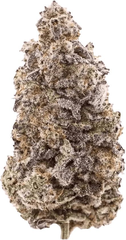 Materia 8BK 30/1 8 Ball Kush