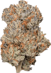 Bathera 24/1 Permanent Marker