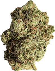 Beacon T24 Pink Kush