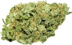 Cannabis 1A 16/1 White Widow