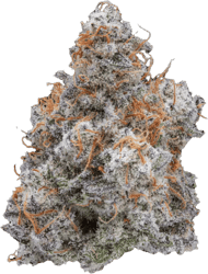 Cannamedical Hybrid Classic Mac 1