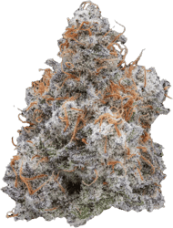 Cannamedical Hybrid forte Mac 1