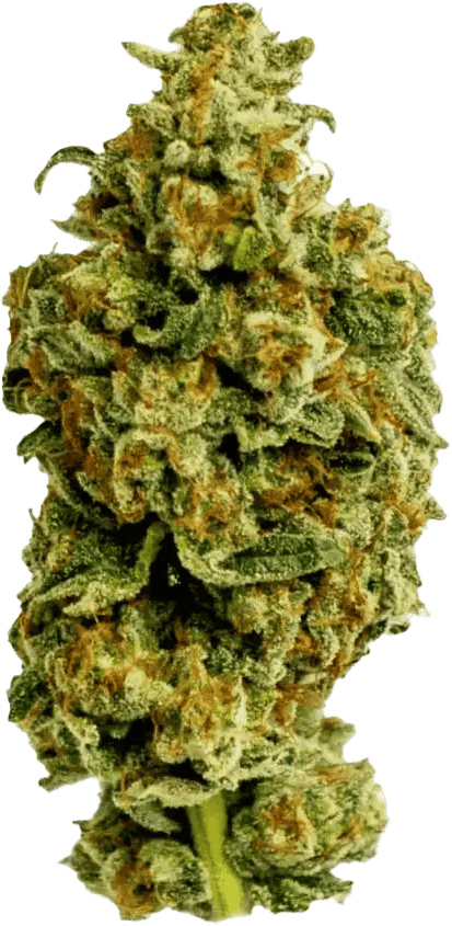 Cannamedical Sativa forte NM Wedding Tree