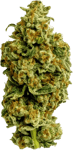 Cannamedical Sativa forte NM Wedding Tree