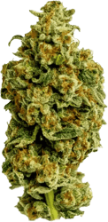 Cannamedical Sativa forte NM Wedding Tree