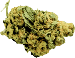 C&C 23/1 Frosted Lemon Angel