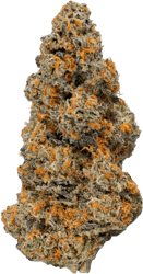 enua 22/1 Animal Face Sherb Crasher AFSC CA