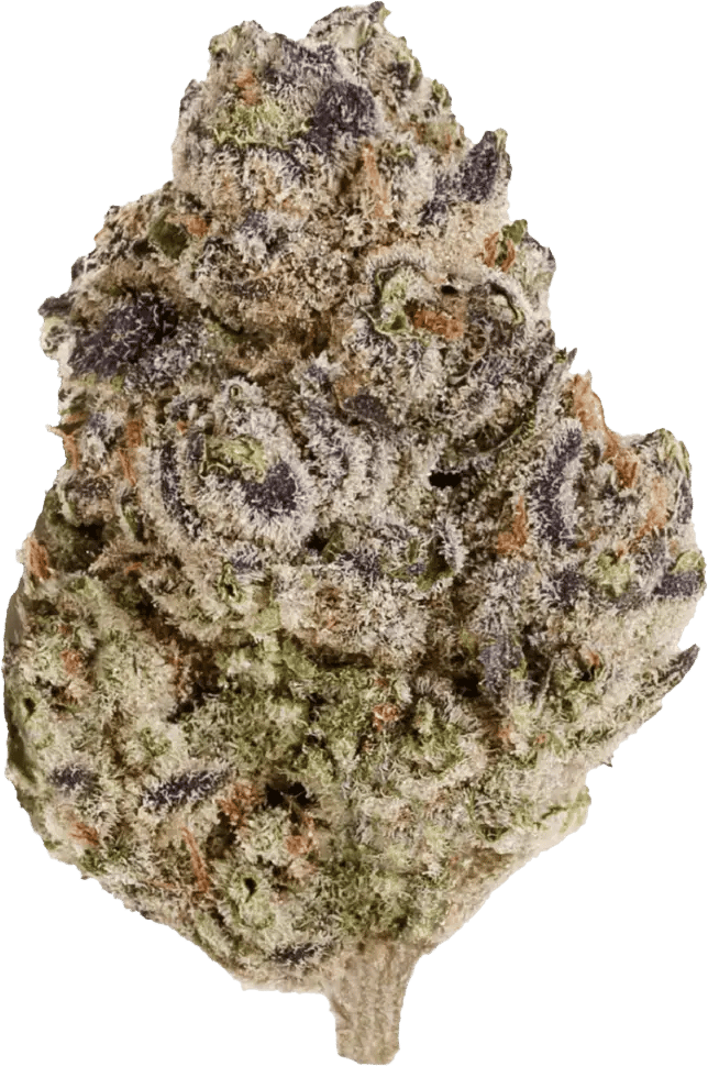 enua 22/1 BCP CA Black Cherry Punch
