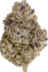 enua 22/1 BCP CA Black Cherry Punch