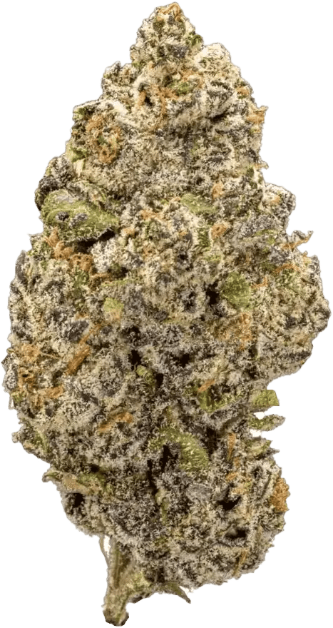 GM Colour of Space 26/1 Apple Fritters Purple Punch
