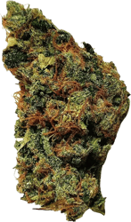 Gr&uuml;nhorn GG 22/1 Gorilla Glue