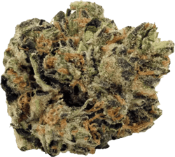 Luana Kush 28/1 Hippie Kush