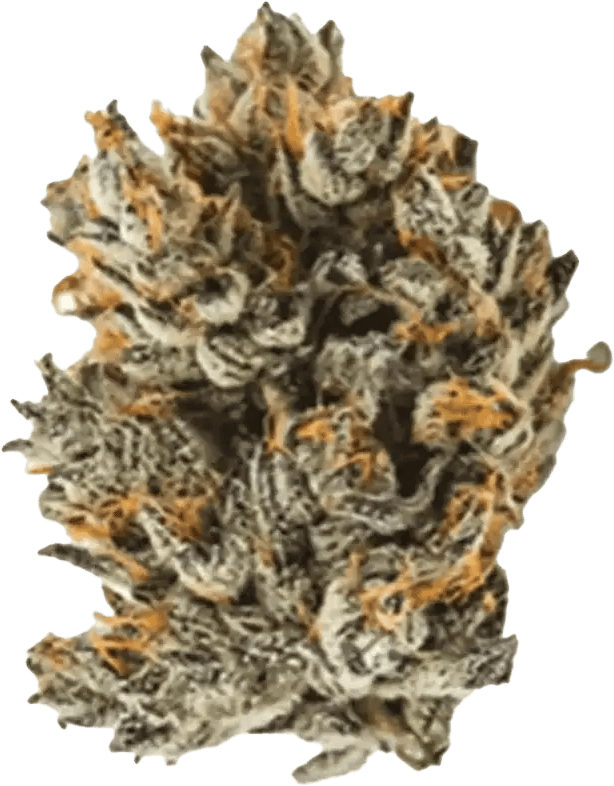 IMC THC22 GGA Purple Grape