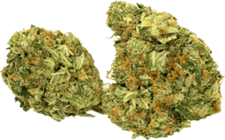 IMC THC22 T01 Hindu Kush
