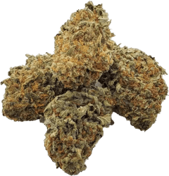 IMC THC22 T02 OG Kush