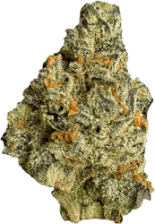 slouu 22/1 ZKS CA Z Kush