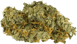 Pedanios 10/10 EQI CA Equiposa