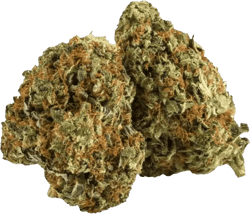 Pedanios 24/1 LAC CA LA Confidential