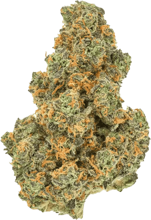 Pedanios 27/1 PND-CA Pink Diesel