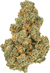 Pedanios 27/1 PND-CA Pink Diesel