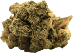 Pedanios 29/1 SRD CA Sourdough