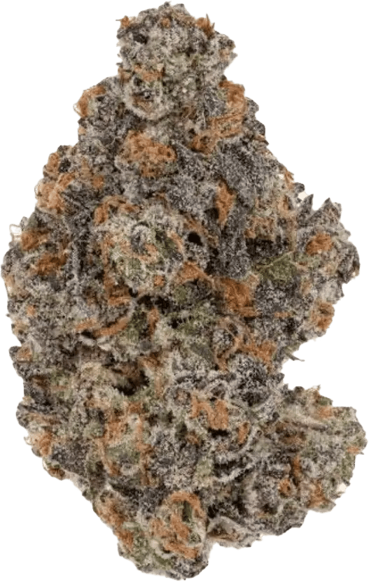 Remexian 28/1 GFR Godfather OG x Schroll Medical
