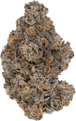 Remexian 28/1 GFR Godfather OG x Schroll Medical