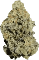 Sinceritas Sativa Verum 24/1 TC Tropical Cake