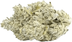 Bathera 37/1 Polar Pop